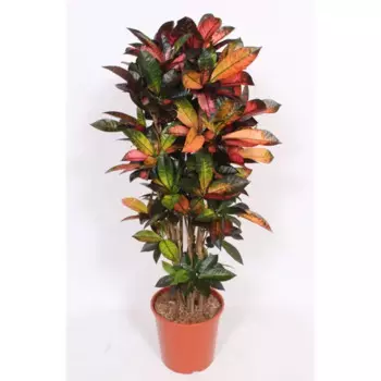 Кодиеум Миссис Айстон 30 h130 см