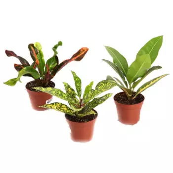 Кодиум 9 h15 см