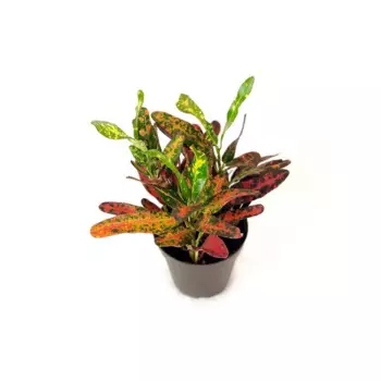 Кодиум 9 h15 см штамб