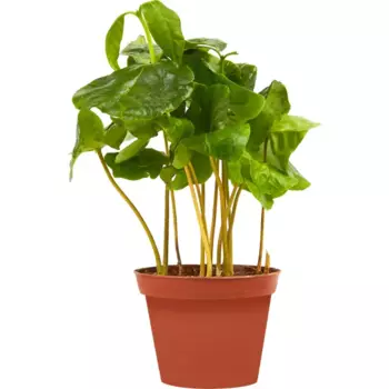 Кофе Арабика 7 h20-25 см