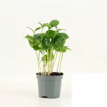 Кофе Арабика 8.5 h15 см