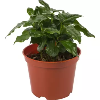 Кофе аравийское d13 h25