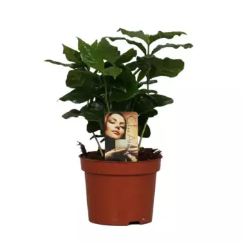 Коффеа Арабика 12 h25 см