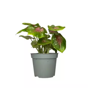 Коладиум 9 h15 см