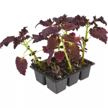 Колеус микс 13x15 см