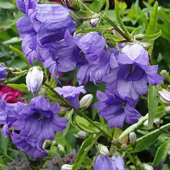 Колокольчик микс 12 h20 см