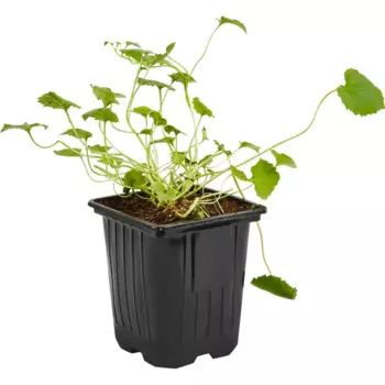 Колокольчик микс h15 см