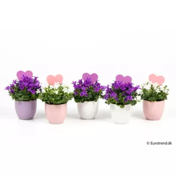 Композиция Рейнбоу Перпл Кампанула микс 6 h15 см