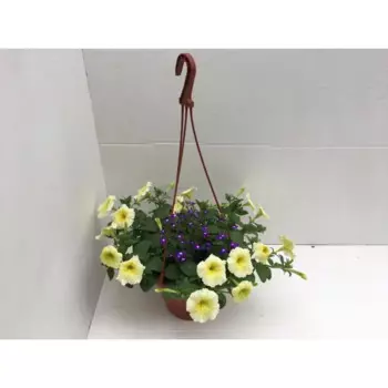 Конфетти 23x40 см кашпо