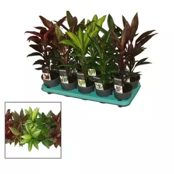 Корделина 12 h30 см