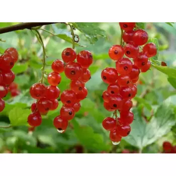 Красная смородина Ровада 15 h40 - 60 см