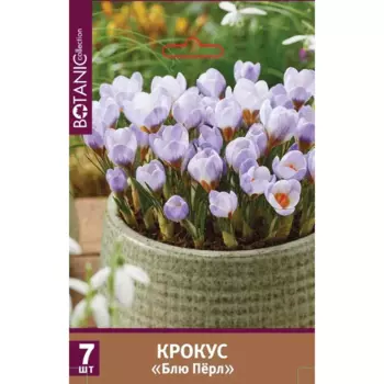 Крокус ботанический Блю Перл луковицы 5/7