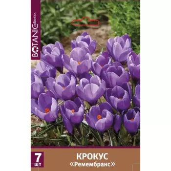 Крокус крупноцветковый Ремембранс луковицы 8/9