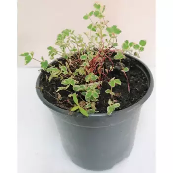 Кровохлебка Little Angel 12 h20 см Агрони