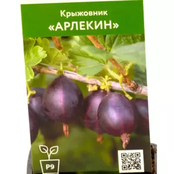 Крыжовник Арлекин 9 h50 см