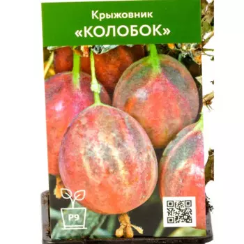 Крыжовник Колобок h50 см
