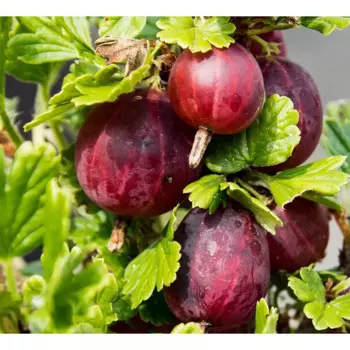 Крыжовник «Консул» C3 высота 40-60 см