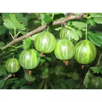 Крыжовник «Малахит» C3 высота 40-60 см