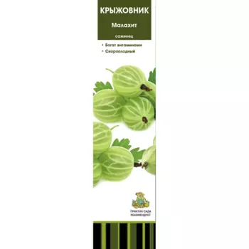 Крыжовник Малахит коробка h39 см