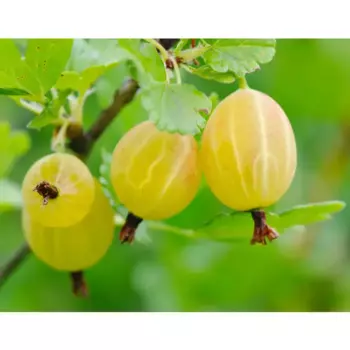 Крыжовник «Медовый» C3 высота 40-60 см