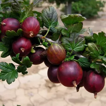 Крыжовник обыкновенный Командор h20 см