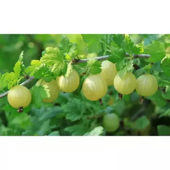 Крыжовник обыкновенный Малахит 15 h45 см