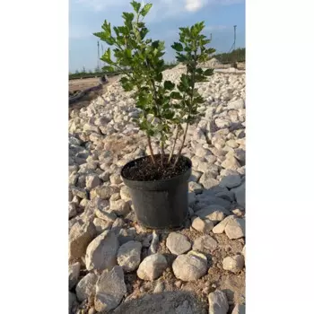 Крыжовник Русский 19 h20 - 40 см