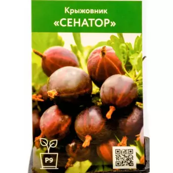 Крыжовник Сенатор 9 h50 см