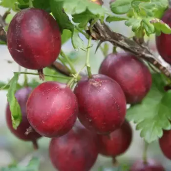 Крыжовник Северный капитан h50 см