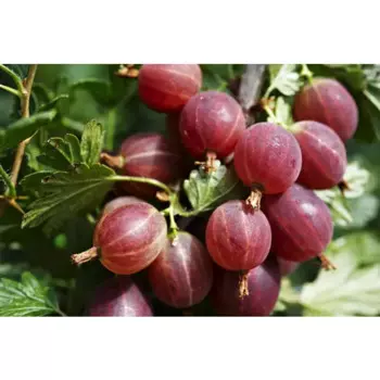 Крыжовник сортовой Краснославянский 15 h30 см