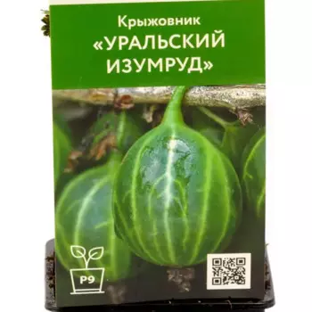 Крыжовник Уральский Изумруд 9 h50 см