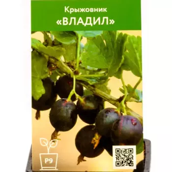 Крыжовник Владил h50 см