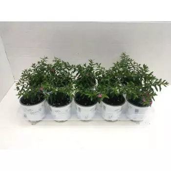 Куфея 10x30 см