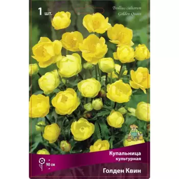 Купальница культурная Голден Квин