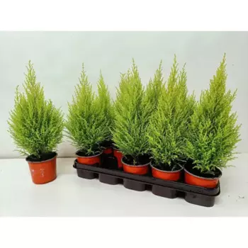 Купрессус Лимон 12 h30 см