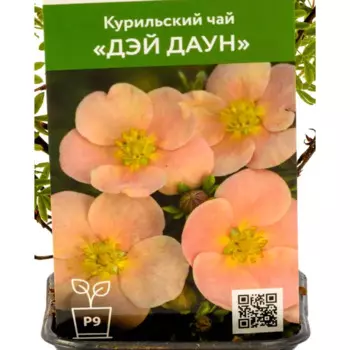 Курильский чай Дэй Даун 9 см h40 см