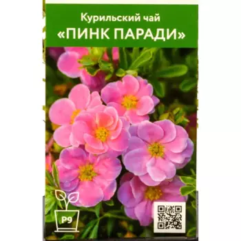 Курильский чай Пинк Паради 9 см h40 см