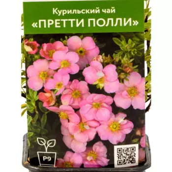 Курильский чай Претти Полли 9 см h40 см