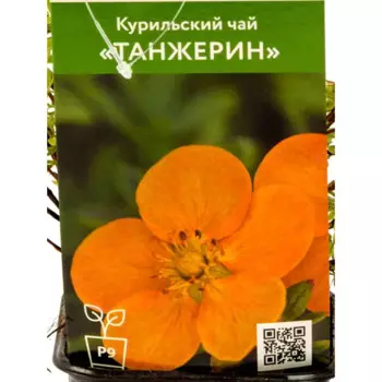 Курильский чай Танжерин 9 см h40 см