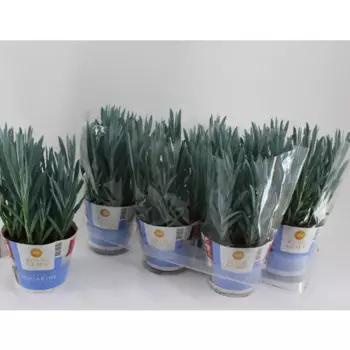 Курио Маунт Эверест 15 h30 см