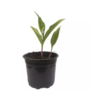 Ландыш садовый микс 12 h7 см