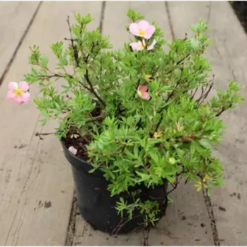 Лапчатка 21 h20 - 40 см