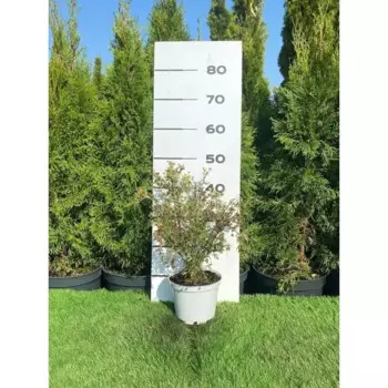 Лапчатка Абботствуд h20 - 40 см