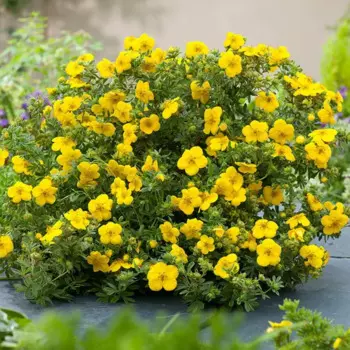 Лапчатка кустарниковая Голдфингер 15 h35 см