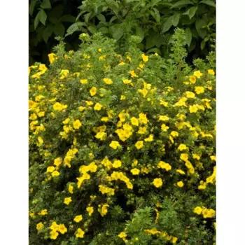 Лапчатка кустарниковая «Голдфингер» 15x30-50 см