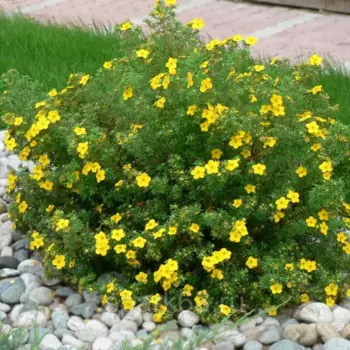 Лапчатка кустарниковая ГолдТеппич 9 h20 см