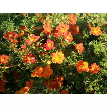 Лапчатка кустарниковая «Ред Эис» 9x15 см