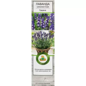 Лаванда узколистная Гавана h100 см