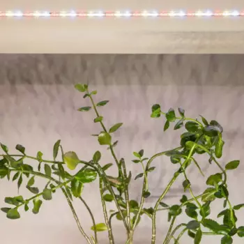 Лента светодиодная для растений Эра Fito-Strip Light 3 м 27 Вт 220-240 В полного спектра