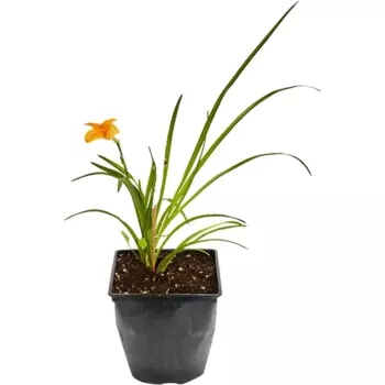 Лилейник 17 h35 см